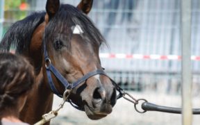 La Liguria equestre riparte fino al 4 maggio, ma serve somma attenzione