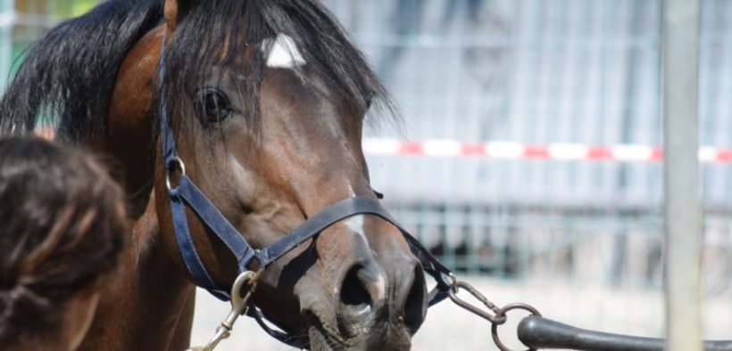 La Liguria equestre riparte fino al 4 maggio, ma serve somma attenzione