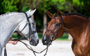 Mares of Macha, fattrici d'eccellenza: scopriamo di più 1