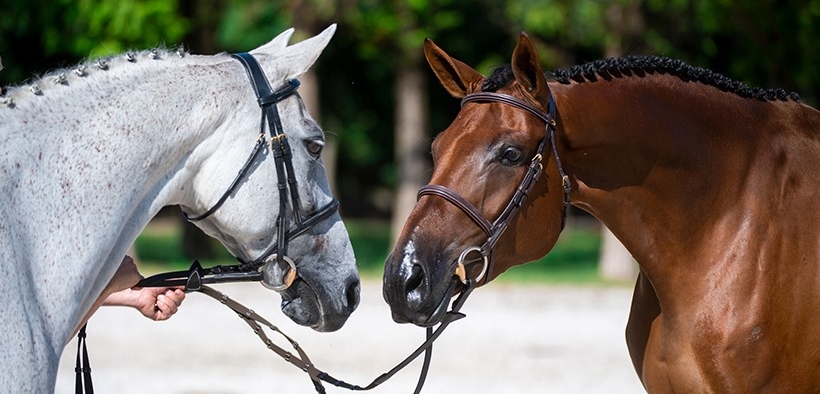 Mares of Macha, fattrici d'eccellenza: scopriamo di più 1