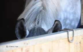 Nuove pressioni FISE sul Governo per la FASE 2