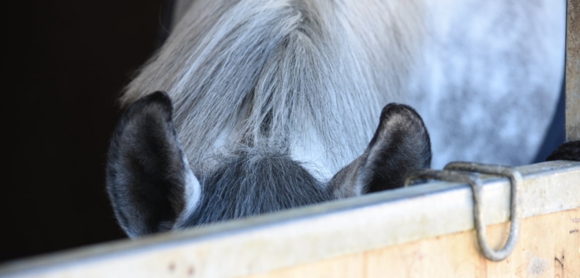 Nuove pressioni FISE sul Governo per la FASE 2