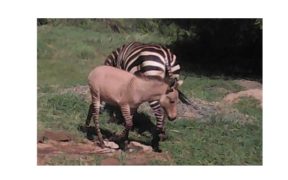 Pasqua 2020 ci regala una nascita rarissima... quella di un zebrasino! 2