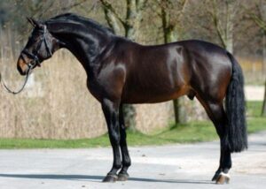 Addio allo stallone BWP Nonstop 1