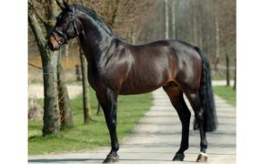 Addio allo stallone BWP Nonstop