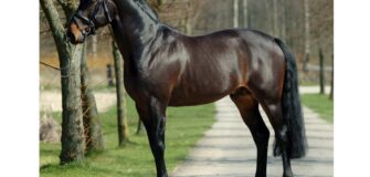 Addio allo stallone BWP Nonstop