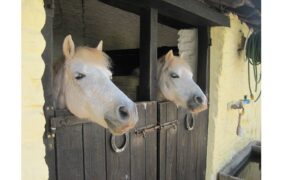 Arriva l'arresto negli USA per violenze sessuali su alcuni pony