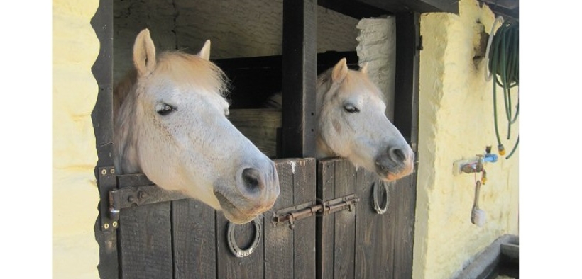 Arriva l'arresto negli USA per violenze sessuali su alcuni pony