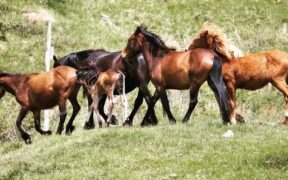 Cavalli selvaggi dell'Aveto, via libera per le escursioni 1