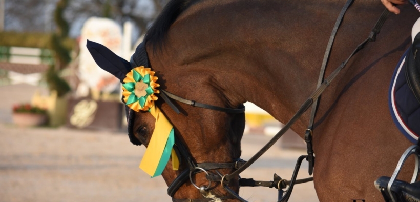 FEI: le competizioni ripartono il 1° luglio. FISE indica un calendario 1