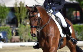 FISE organizza Virtual Dressage Test & Training Session