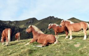 Transumanza di cavalli in provincia di Como, uno spettacolo affascinante