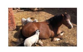 Una pony Welsh sta allevando tre agnelli rimasti orfani