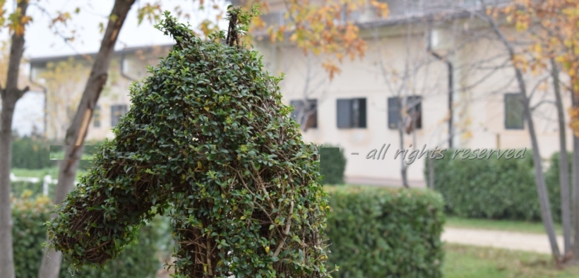 ASD & SSD equestri: ecco come richiedere i contributi a fondo perduto