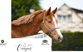 Campus Life Experience al via... ma di cosa si tratta? 2