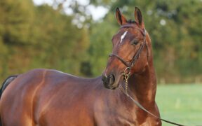 Ci hanno lasciato Larthago e Niagara d'Elle