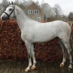 Ci hanno lasciato Larthago e Niagara d'Elle 3