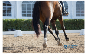 Dressage: Europei Giovanili al via quest'estate in Ungheria