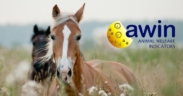 Ecco il Protocollo AWIN per la valutazione del benessere dei cavalli 6