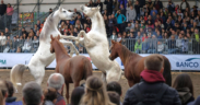 Fieracavalli Verona 2020 raddoppia: ben 2 weekend!