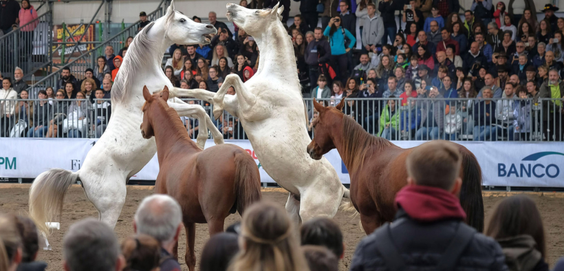 Fieracavalli Verona 2020 raddoppia: ben 2 weekend!