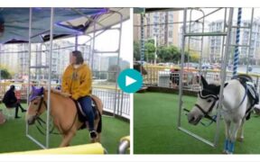 Giostra vivente per far divertire i bambini? Questo no! [video]