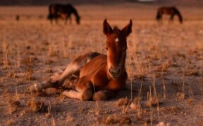 Gli ultimi cavalli bradi della Namibia