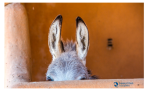 Un evento rarissimo: una mula dà alla luce un puledro