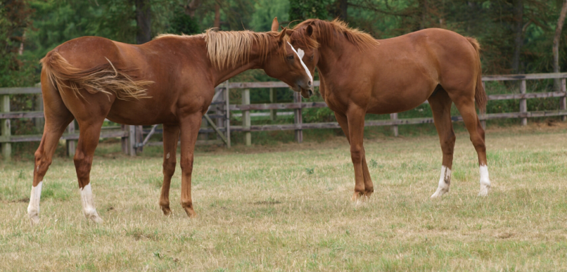 Vita da paddock in estate, tra benessere e sicurezza