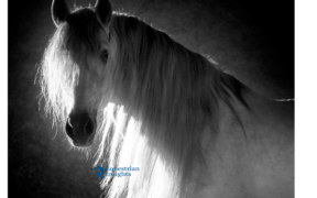Alla scoperta dei cavalli iberici: andalusi e lusitani 4