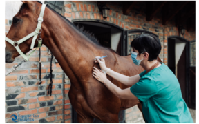 Coronavirus: in Argentina sperimentano sui cavalli