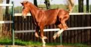 In direzione "ostinata e contraria": vi sono cavalli che non amano la vita "libera"