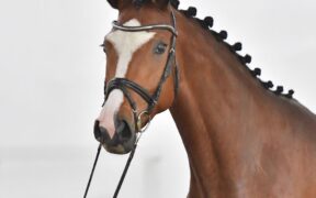 La 4 anni Caligula´s Centa PS venduta per 87.000 euro