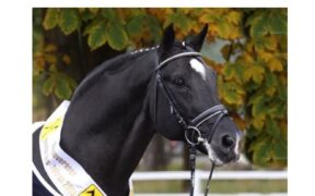 Un saluto all'hannoveriano ESCUDO I, stallone dell'anno 2009