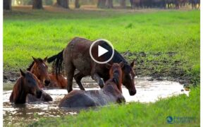 Buon Ferragosto dalla Redazione! [Video]