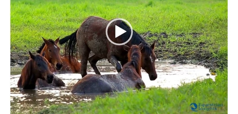 Buon Ferragosto dalla Redazione! [Video]