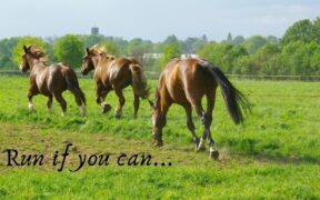 Consumismo equestre – Confessioni di un cavaliere fallito