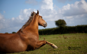 Continua l'incubo per i cavalli barbaramente mutilati in Francia