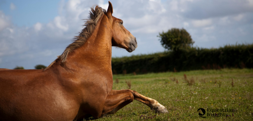 Continua l'incubo per i cavalli barbaramente mutilati in Francia
