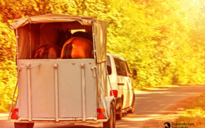 Correggio: salvate 4 cavalle introdotte fraudolentemente in un macello