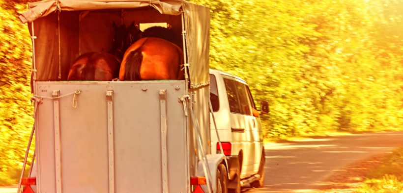 Correggio: salvate 4 cavalle introdotte fraudolentemente in un macello