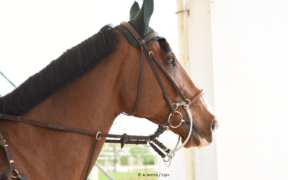 La Federazione Equestre elvetica legifera sulle imboccature per il salto ostacoli