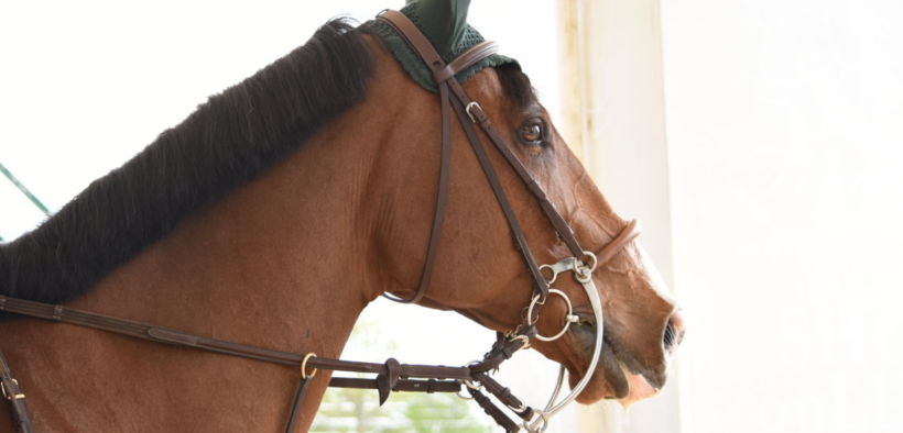 La Federazione Equestre elvetica legifera sulle imboccature per il salto ostacoli