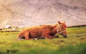 Pure cavalli mutilati dall'in questo 2020? E' allarme dalla Francia