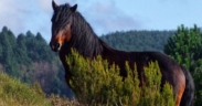 Status di "popolazione rewild protetta" per i cavalli dell'Aveto