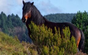 Status di "popolazione rewild protetta" per i cavalli dell'Aveto