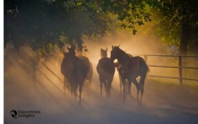 A Bracciano il primo evento per la difesa del cavallo dal crimine impunito dell'abigeato