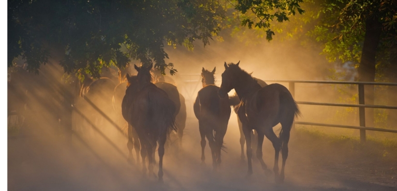 A Bracciano il primo evento per la difesa del cavallo dal crimine impunito dell'abigeato