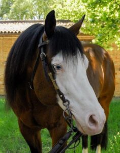 Arriva in Italia uno stallone ‘divo del cinema’, Yankee Gun 1