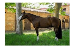 Arriva in Italia uno stallone ‘divo del cinema’, Yankee Gun 2